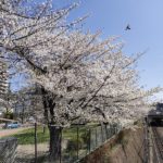 名古屋の桜 2023　 Cherry Blossoms at Nagoya